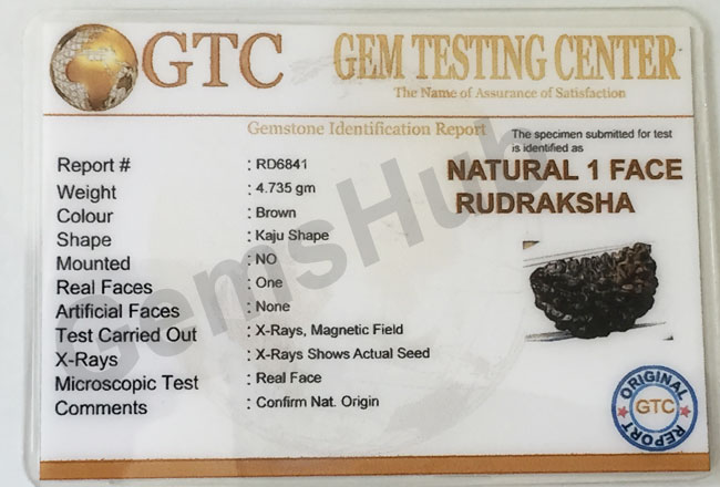 1 Face/Mukhi Certified Rudraksha Premium Quality